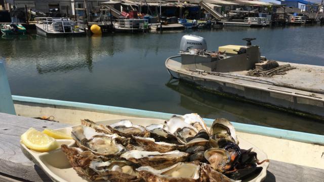 Leucate oester proeverij